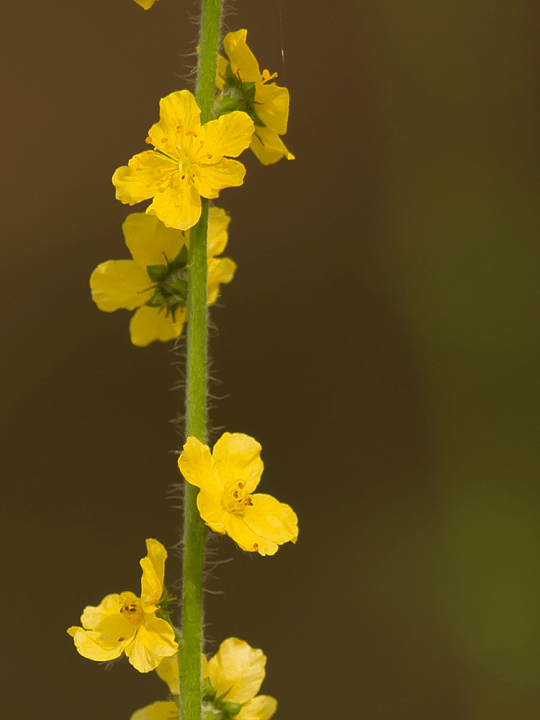 Agrimonia eupatoria